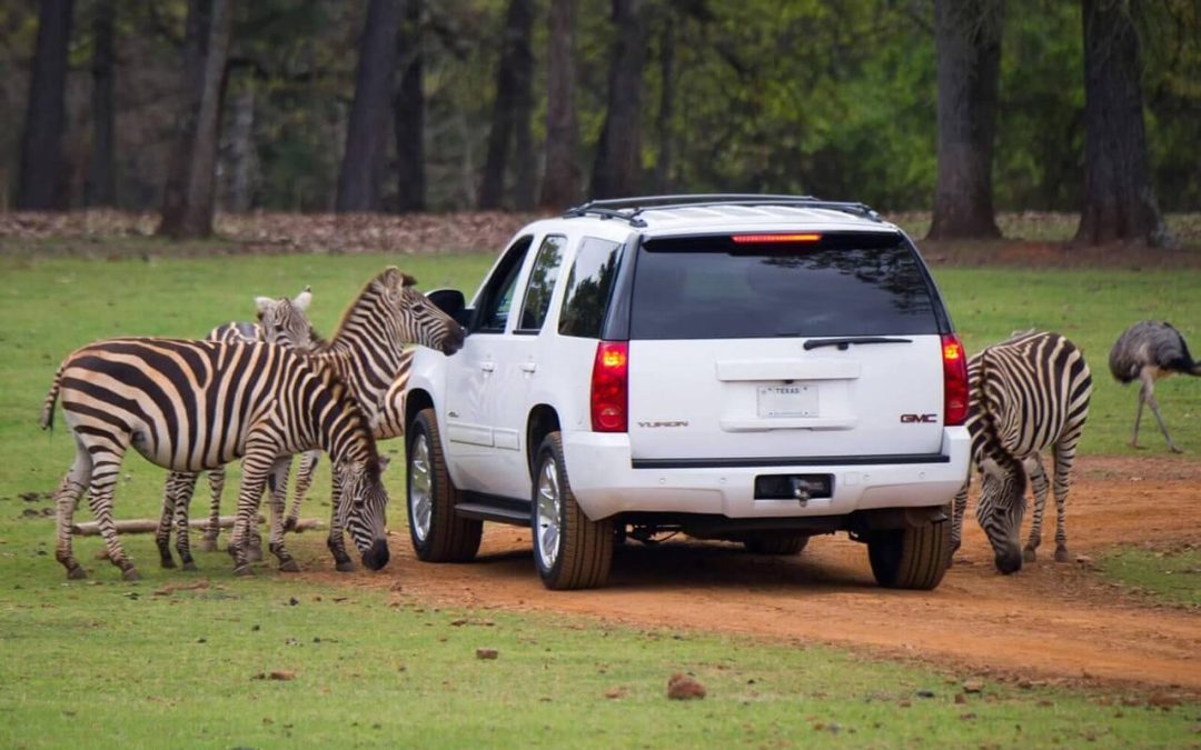 Cherokee Trace Drive-Thru Safari